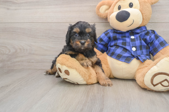 Funny Cavapoo Poodle Mix Pup