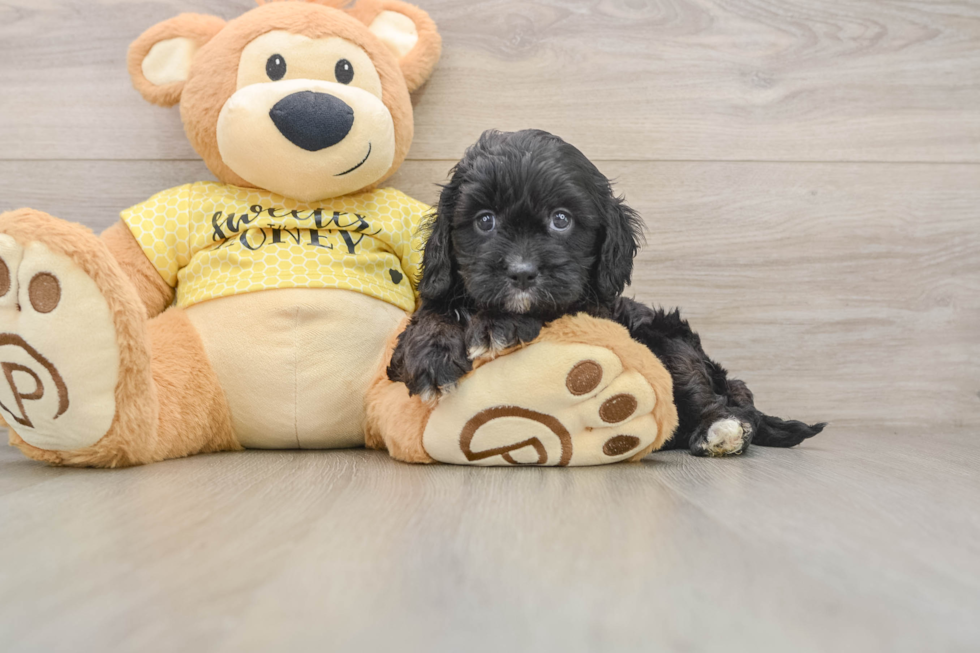 Best Cavapoo Baby
