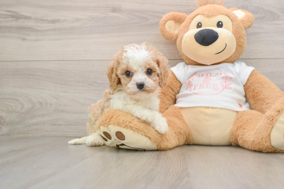 Friendly Cavapoo Baby