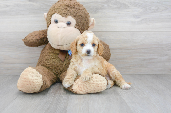 Cavapoo Puppy for Adoption