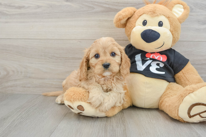 Meet Forever - our Cavapoo Puppy Photo 1/3 - Florida Fur Babies