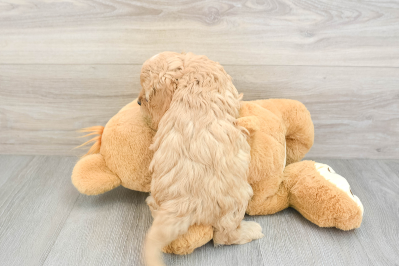 Meet Forever - our Cavapoo Puppy Photo 2/3 - Florida Fur Babies