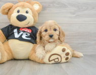 8 week old Cavapoo Puppy For Sale - Florida Fur Babies