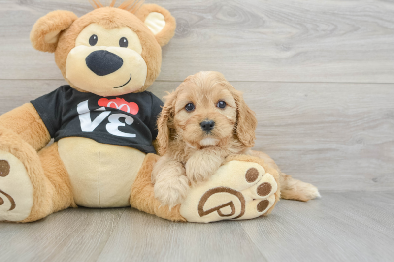 Meet Forever - our Cavapoo Puppy Photo 3/3 - Florida Fur Babies