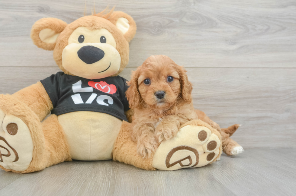 6 week old Cavapoo Puppy For Sale - Florida Fur Babies