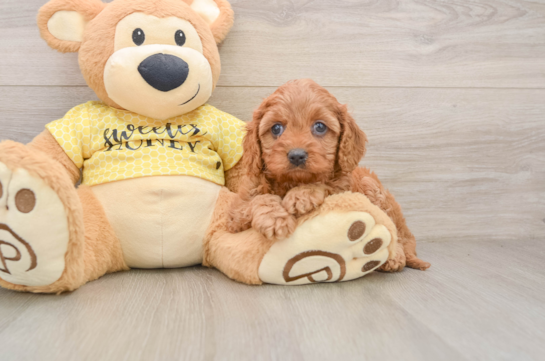 Popular Cavapoo Poodle Mix Pup
