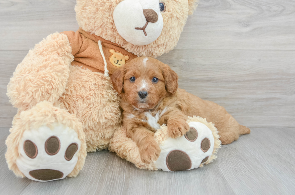 6 week old Cavapoo Puppy For Sale - Florida Fur Babies