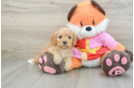 Cavapoo Puppy for Adoption