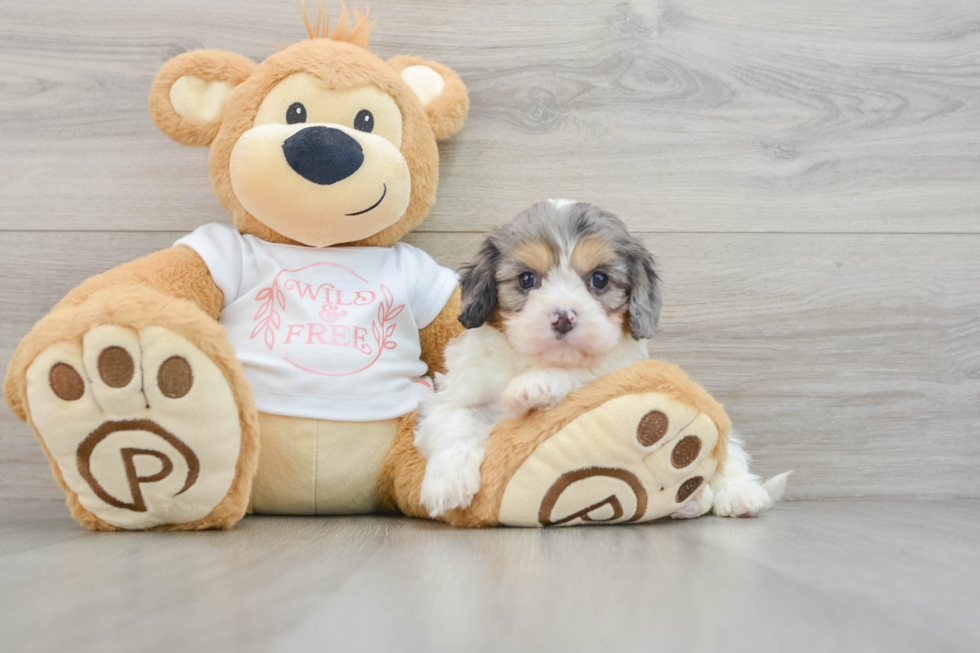 Cavapoo Pup Being Cute