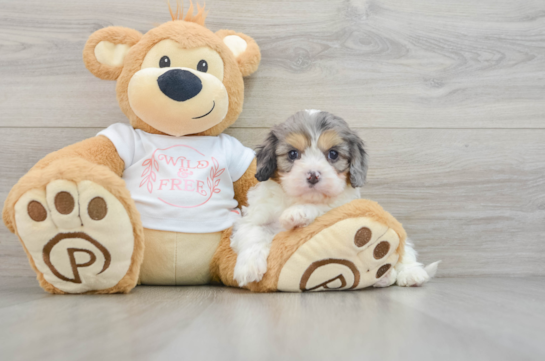 Cavapoo Pup Being Cute