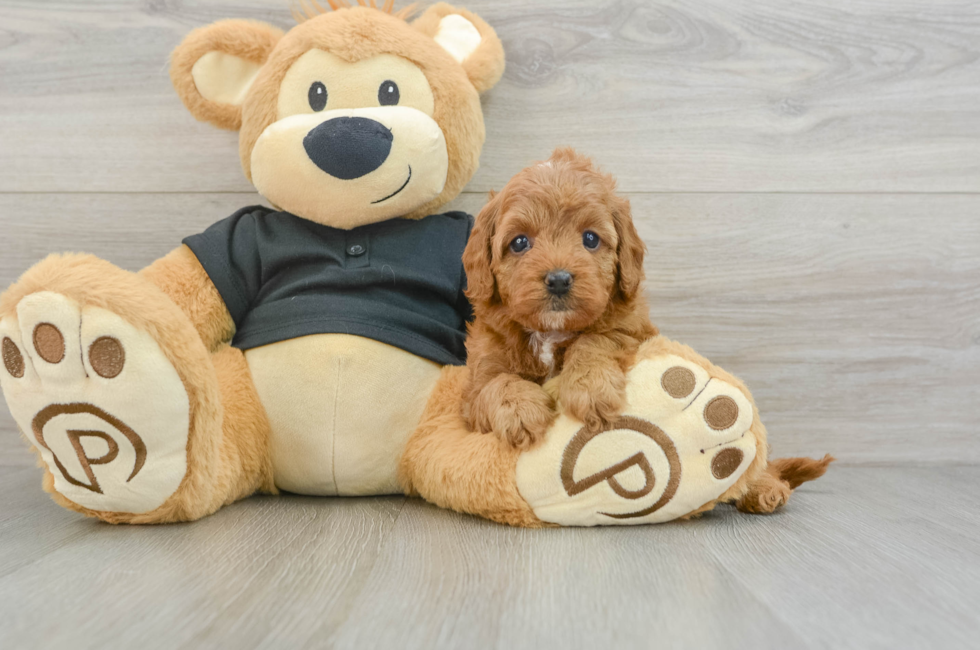 7 week old Cavapoo Puppy For Sale - Florida Fur Babies