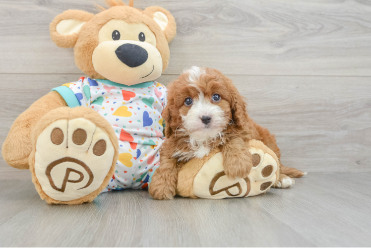 Cavapoo Pup Being Cute