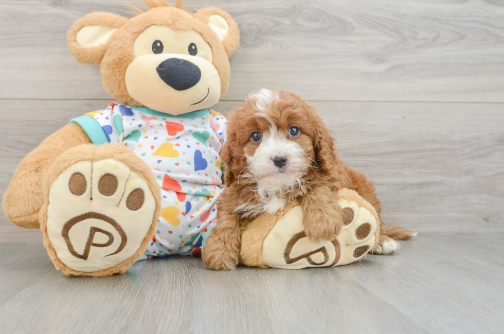 6 week old Cavapoo Puppy For Sale - Florida Fur Babies