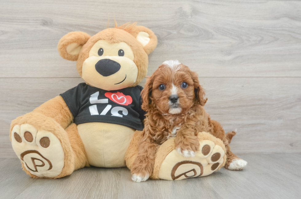 6 week old Cavapoo Puppy For Sale - Florida Fur Babies