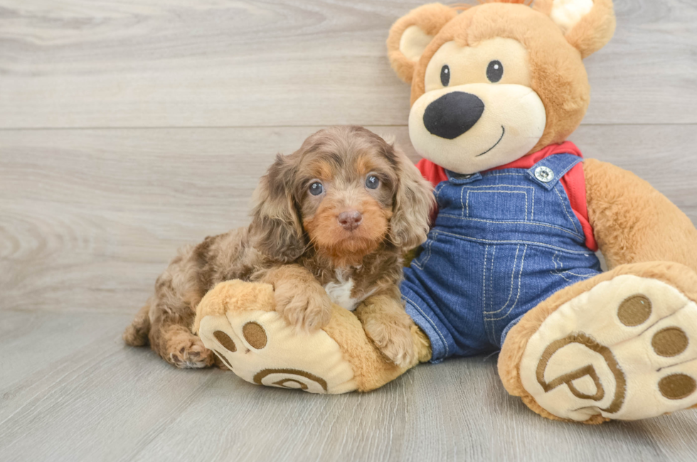 5 week old Cavapoo Puppy For Sale - Florida Fur Babies