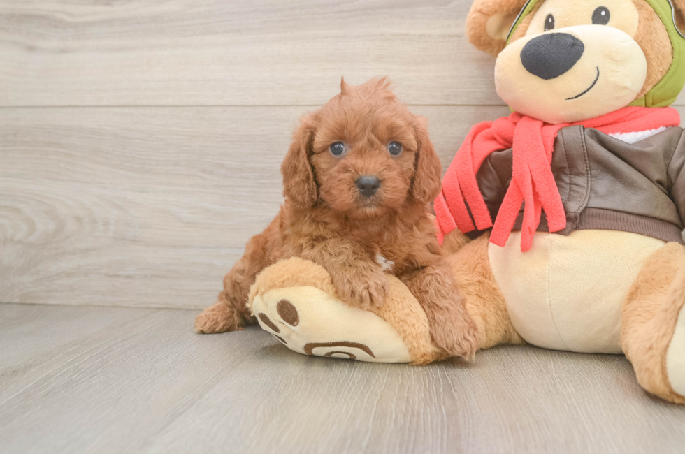 5 week old Cavapoo Puppy For Sale - Florida Fur Babies