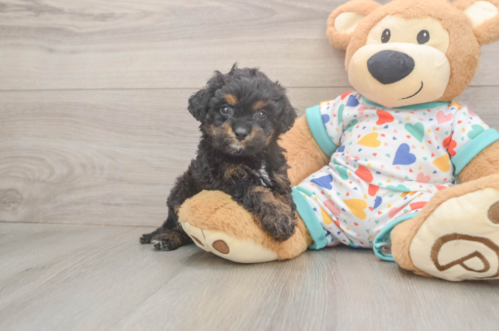 5 week old Cavapoo Puppy For Sale - Florida Fur Babies