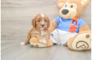 Cavapoo Puppy for Adoption