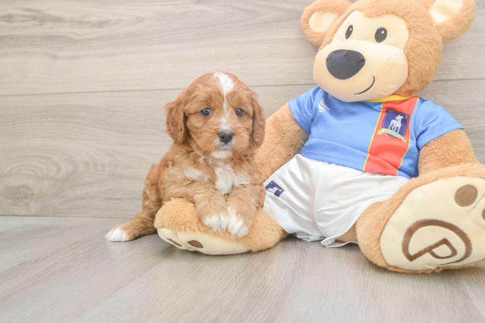 Cavapoo Puppy for Adoption