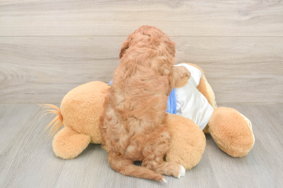 Cavapoo Puppy for Adoption