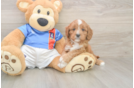 Cavapoo Puppy for Adoption