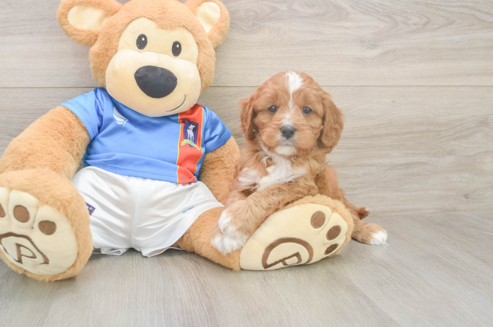 9 week old Cavapoo Puppy For Sale - Florida Fur Babies