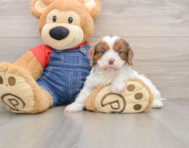 8 week old Cavapoo Puppy For Sale - Florida Fur Babies