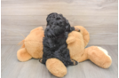 Popular Cavapoo Poodle Mix Pup