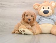 8 week old Cavapoo Puppy For Sale - Florida Fur Babies