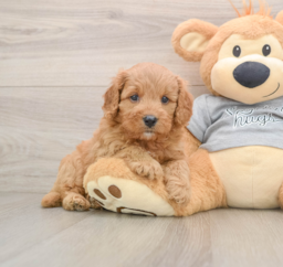 8 week old Cavapoo Puppy For Sale - Florida Fur Babies