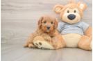 Cavapoo Puppy for Adoption