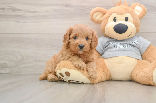 Cavapoo Puppy for Adoption