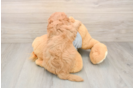 Best Cavapoo Baby