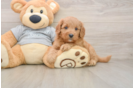 Sweet Cavapoo Baby