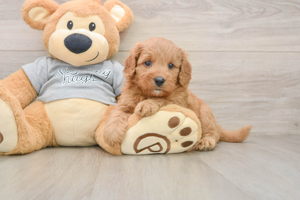 Sweet Cavapoo Baby