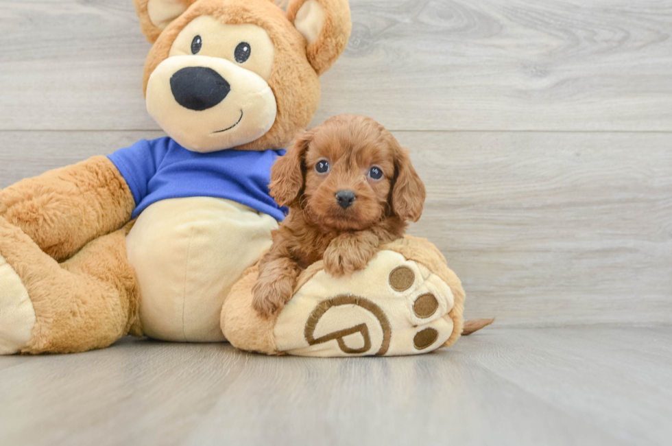 6 week old Cavapoo Puppy For Sale - Florida Fur Babies