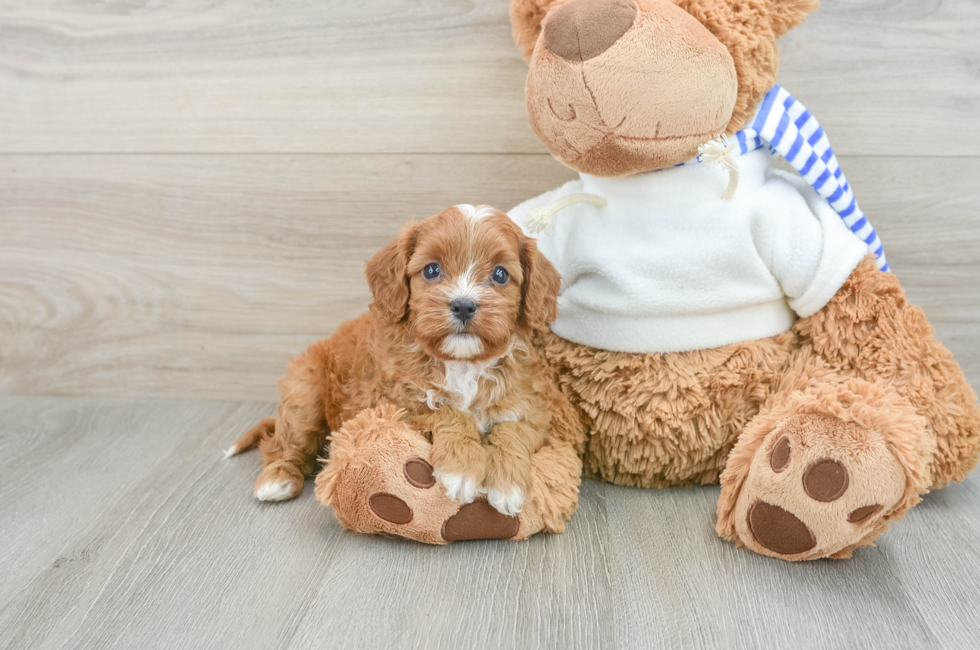 7 week old Cavapoo Puppy For Sale - Florida Fur Babies