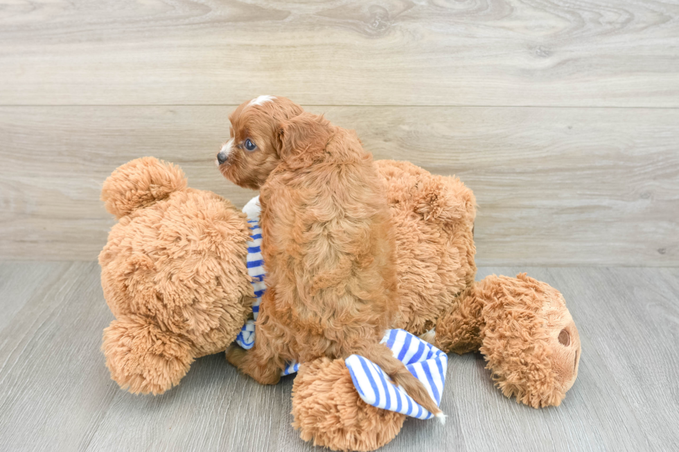 Funny Cavapoo Poodle Mix Pup