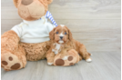 Fluffy Cavapoo Poodle Mix Pup