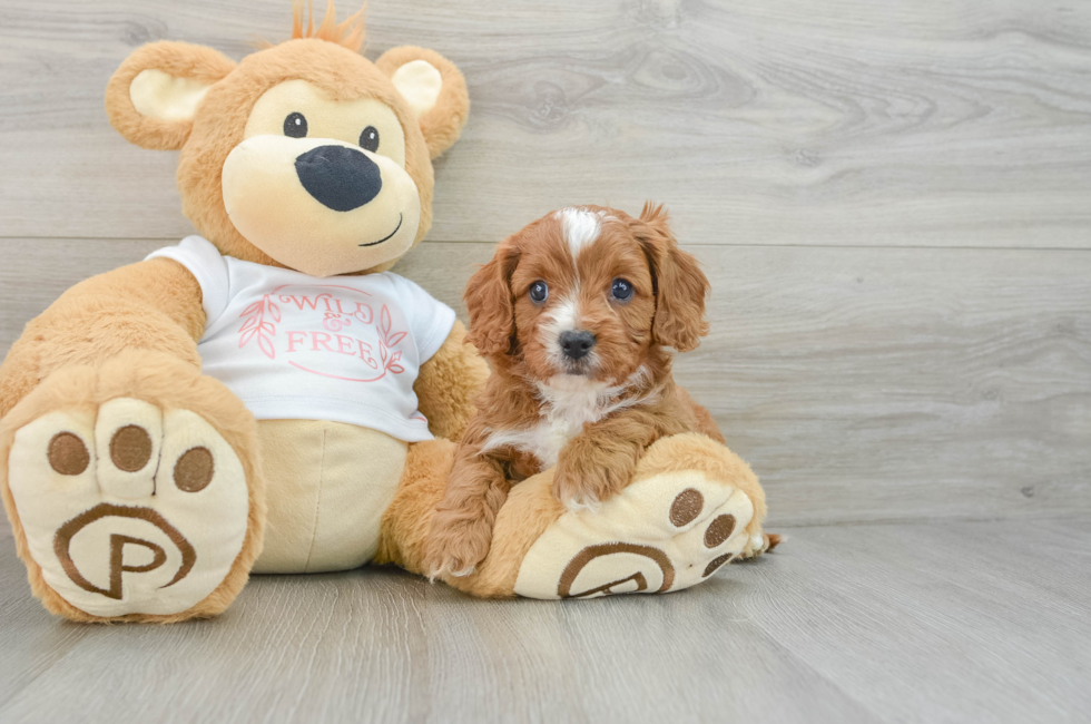 5 week old Cavapoo Puppy For Sale - Florida Fur Babies