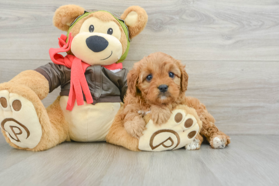 Playful Cavapoodle Poodle Mix Puppy