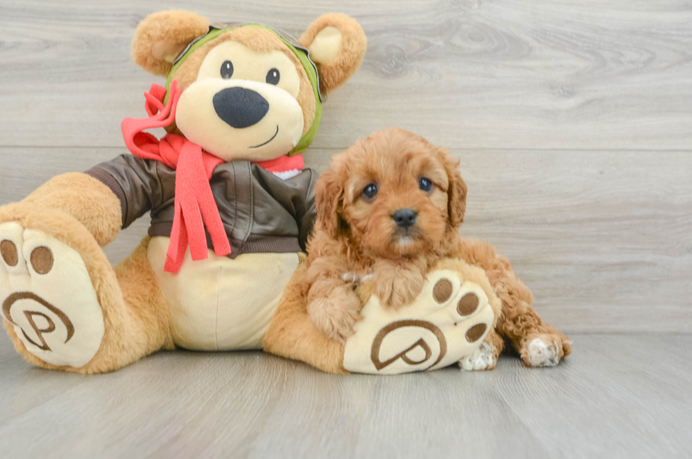 5 week old Cavapoo Puppy For Sale - Florida Fur Babies