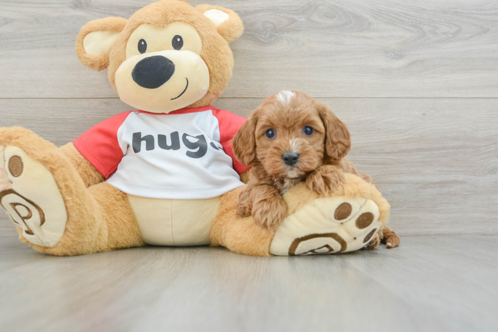 Petite Cavapoo Poodle Mix Pup