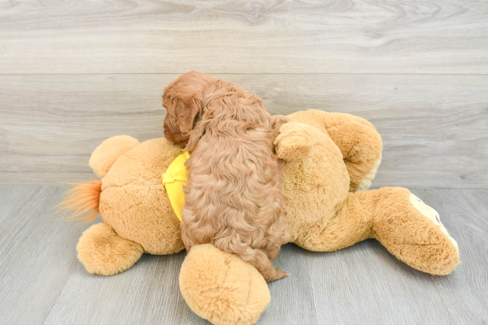 Sweet Cavapoo Baby
