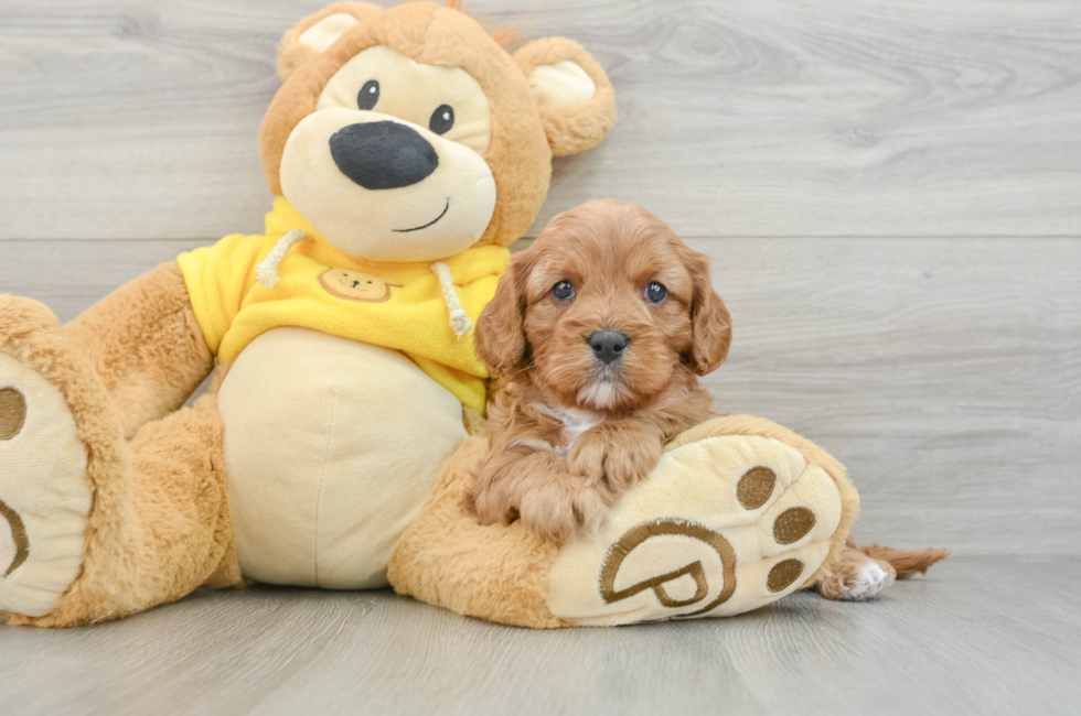 6 week old Cavapoo Puppy For Sale - Florida Fur Babies