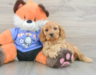 7 week old Cavapoo Puppy For Sale - Florida Fur Babies