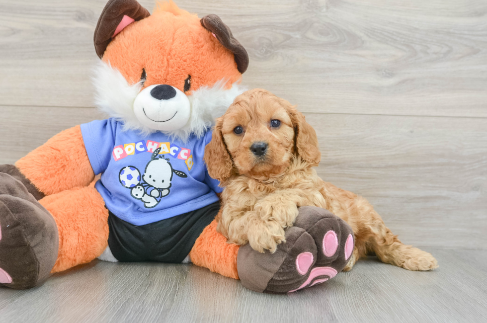6 week old Cavapoo Puppy For Sale - Florida Fur Babies