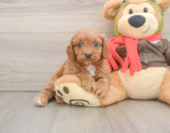 7 week old Cavapoo Puppy For Sale - Florida Fur Babies