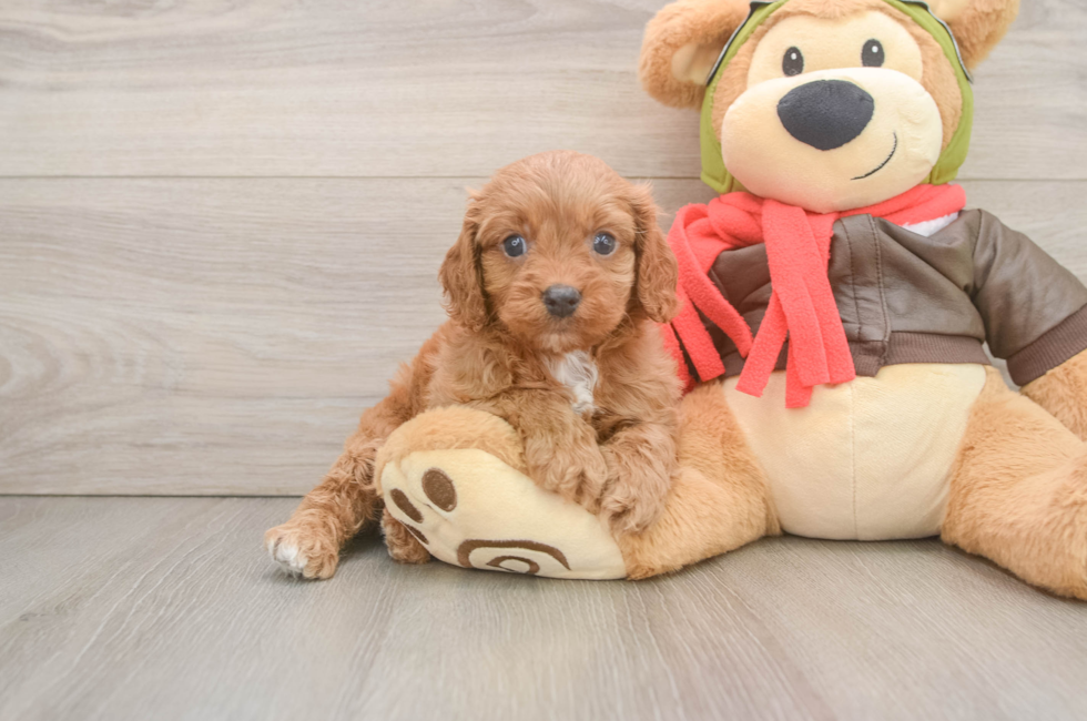 5 week old Cavapoo Puppy For Sale - Florida Fur Babies
