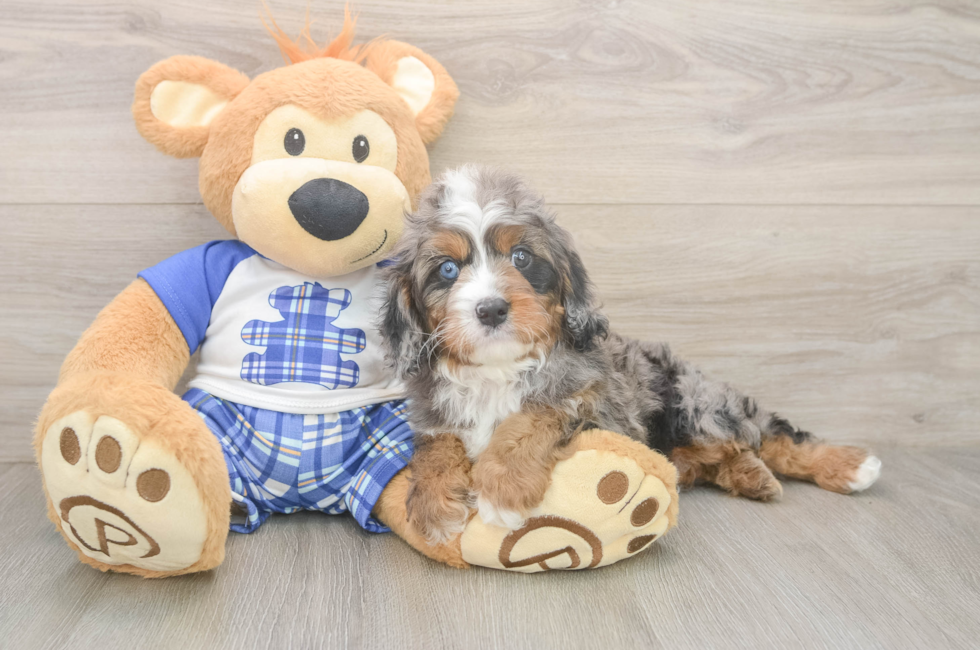 6 week old Cavapoo Puppy For Sale - Florida Fur Babies